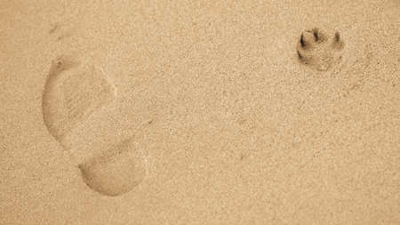 Footprints in sandの写真素材