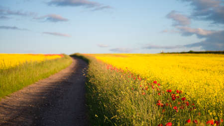 Red poppies in yellow rape seed fieldの写真素材