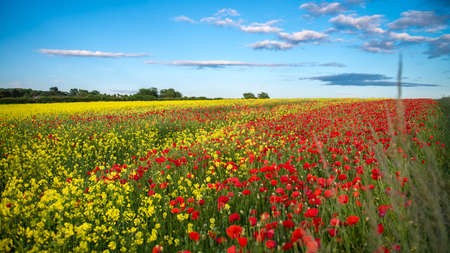 Red poppies in yellow rape seed fieldの写真素材