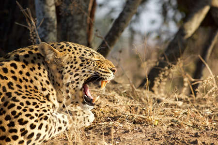 Leopard close upの写真素材