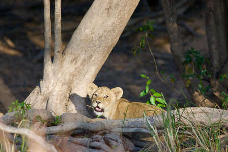 lion cubの写真素材