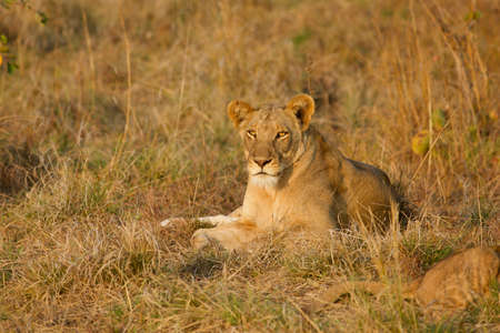 Female lion lying in the sunの写真素材