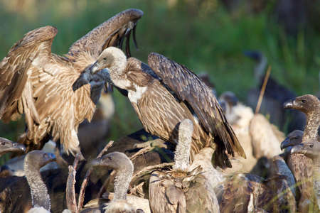 White-backed vulture (Gyps africanus) on Buffalo killの写真素材