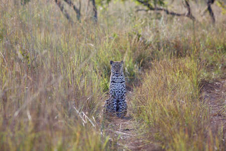Leopard (Panthera pardus) waitingの写真素材