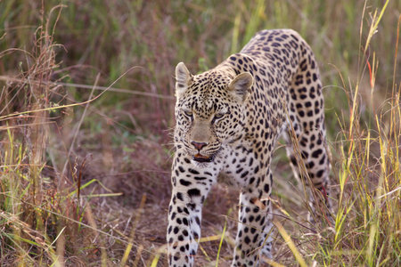 Leopard (Panthera pardus) walkingの写真素材