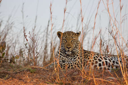 Leopard lying in the shadow in Kafue National Parkの写真素材