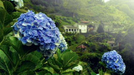 The blue Hydrangeas bathed in bright sun rays with a village in the background. Wet leaves proclaims that it has been raining a while ago. This is a typical view on Sao Miguel Island (Azores, Portugal). The scene is full of wet and fresh greenery.の写真素材
