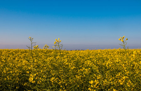 Bright yellow rapeseed field summer
