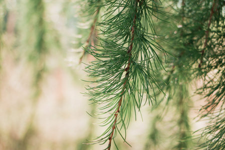 Fir branch on a background with copy space