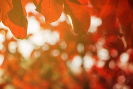 Red autumn leaves in the sunlight