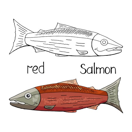Vector hand drawn red salmon black and white and color isolated on white backgroundのイラスト素材
