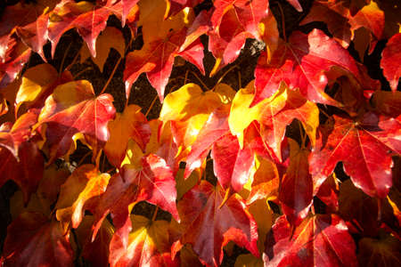 Autumn bright red leaves in the sun. texture of autumn leaves. Background.のeditorial素材