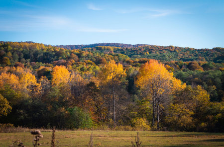 Autumn in the mountains. Colorful trees. Autumn beauty. Mountain View.