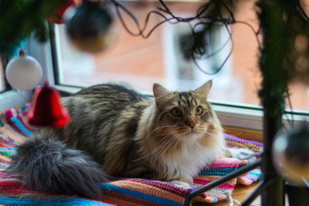 Siberian Cat looking at the Christmas Tree. Fluffy Cat. Holidays at home with your cat. Hypoallergenic Cat.の写真素材