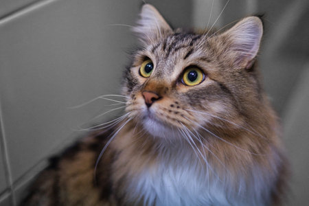 Siberian Cat portrait, big whiskers and long hair. Fluffy cat with big eyes. Hypoallergenic cat pet.の写真素材