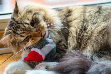 Siberian Cat playing with his toy near Christmas Tree. Fluffy Cat. Holidays at home with your cat. Hypoallergenic Cat. Having fun.の写真素材