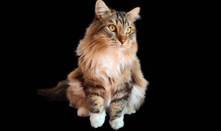 Siberian Cat in black background. Purebred Siberian fluffy black and white, tabby cat.の写真素材