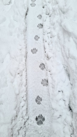 Walking a dog in the cold snow. Footprints, on the ground.の写真素材