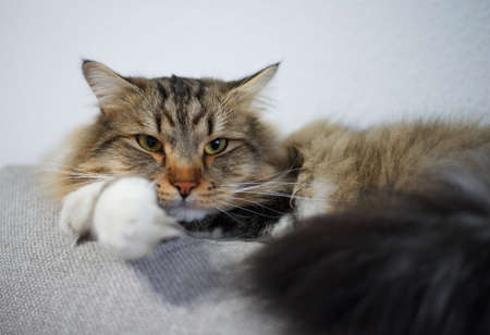 Siberian cat resting on the sofa, very happy and calmの写真素材