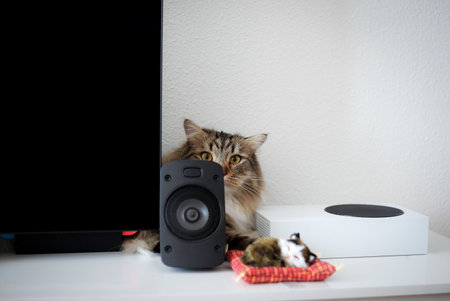 Siberian cat playing hide and seek behind the TVの写真素材