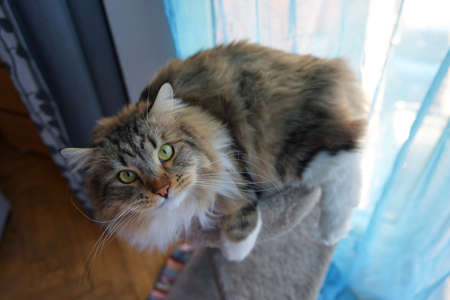 Siberian Cat resting. Fluffy Cat. Hypoallergenic Cat. Enjoying views, looking through the window. Cat with yellow eyes.の写真素材