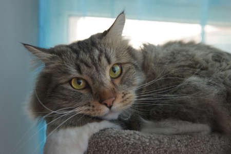 Siberian Cat resting. Fluffy Cat. Hypoallergenic Cat. Enjoying views, looking through the window. Cat with yellow eyes.の写真素材