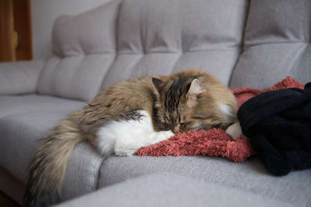 Siberian Cat lying on the sofa. Fluffy Cat. Hypoallergenic Cat. Cat with yellow eyes.の写真素材