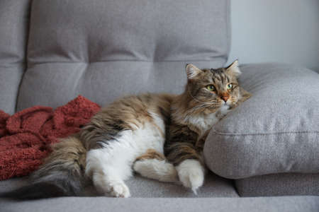 Siberian Cat lying on the sofa. Fluffy Cat. Hypoallergenic Cat. Cat with yellow eyes.の写真素材