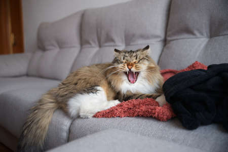 Siberian Cat lying on the sofa. Fluffy Cat. Hypoallergenic Cat. Cat with yellow eyes.の写真素材
