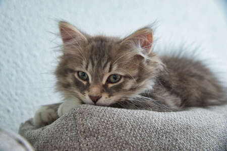 Siberian Cat lying on the sofa. Fluffy Cat. Hypoallergenic Cat.の写真素材