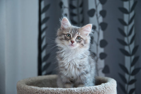 Siberian Silver Cat posing for its owners, perfect for a wallpaper. Fluffy Cat. Hypoallergenic Cat.の写真素材