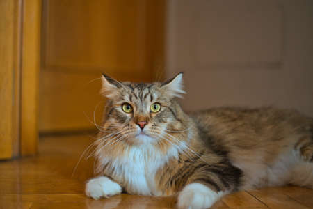 Lovely siberian cat lying on the floor. Fluffy Cat. Hypoallergenic Cat.の写真素材