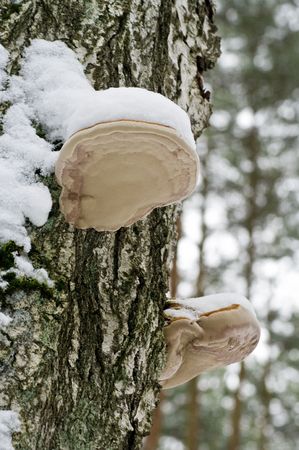 mushroomsの写真素材