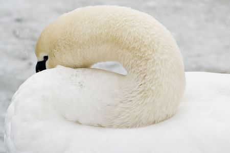 sleeping swanの写真素材