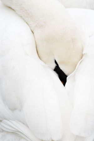 swan feathers nestled inの写真素材