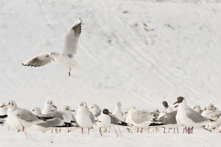 gull flying over the herd