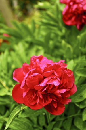 Red Flowerの写真素材