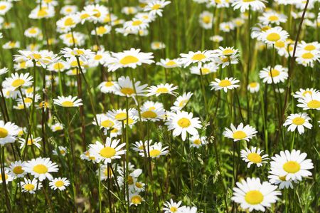 white flowersの写真素材