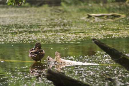 wild duckの写真素材