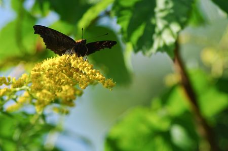 A beautiful butterfly の写真素材