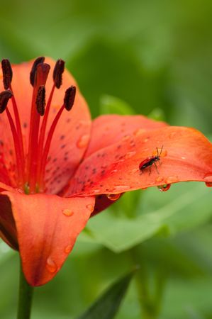 worm on a wet flowerの写真素材