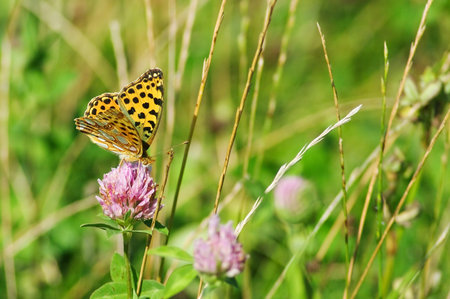 yellow butterflyの写真素材