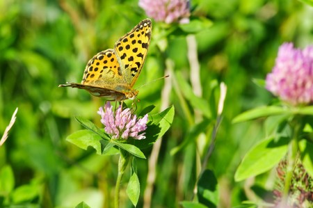 yellow butterflyの写真素材