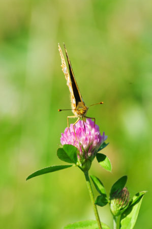 yellow butterfly