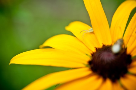 yellow flowerの写真素材