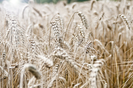 grow in the fieldの写真素材