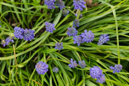 flowerの写真素材