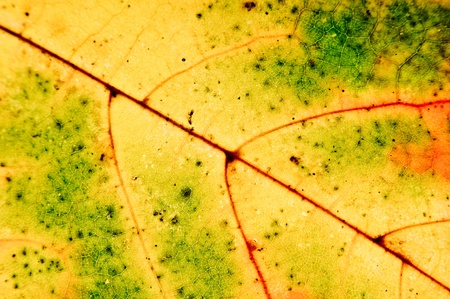 autumn leafの写真素材