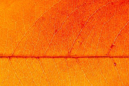 autumn leaf