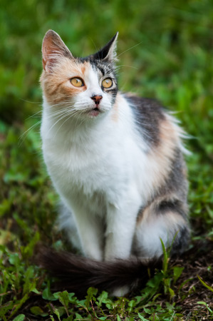 European catの写真素材